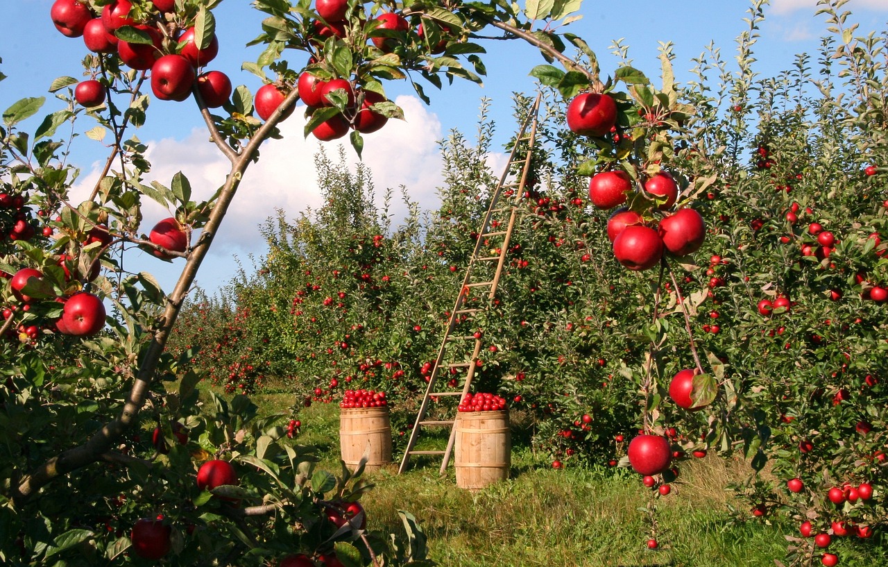 Apple, Orchard, Apple Trees, Red, Green, Ladder